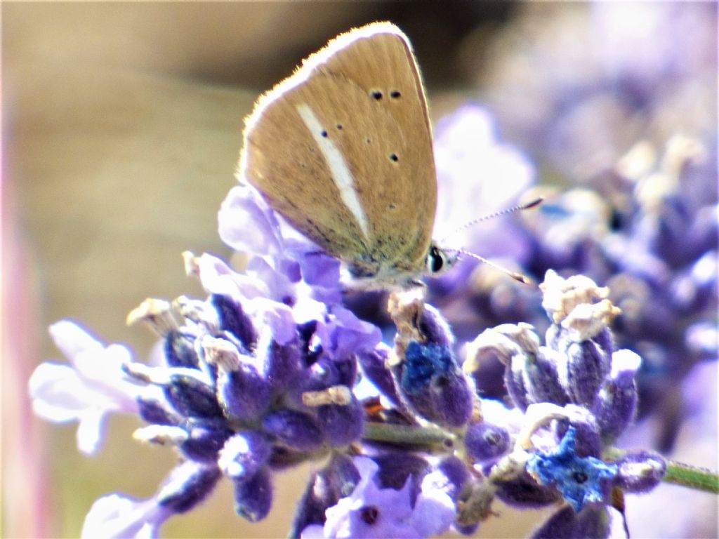 Polyommatus damon